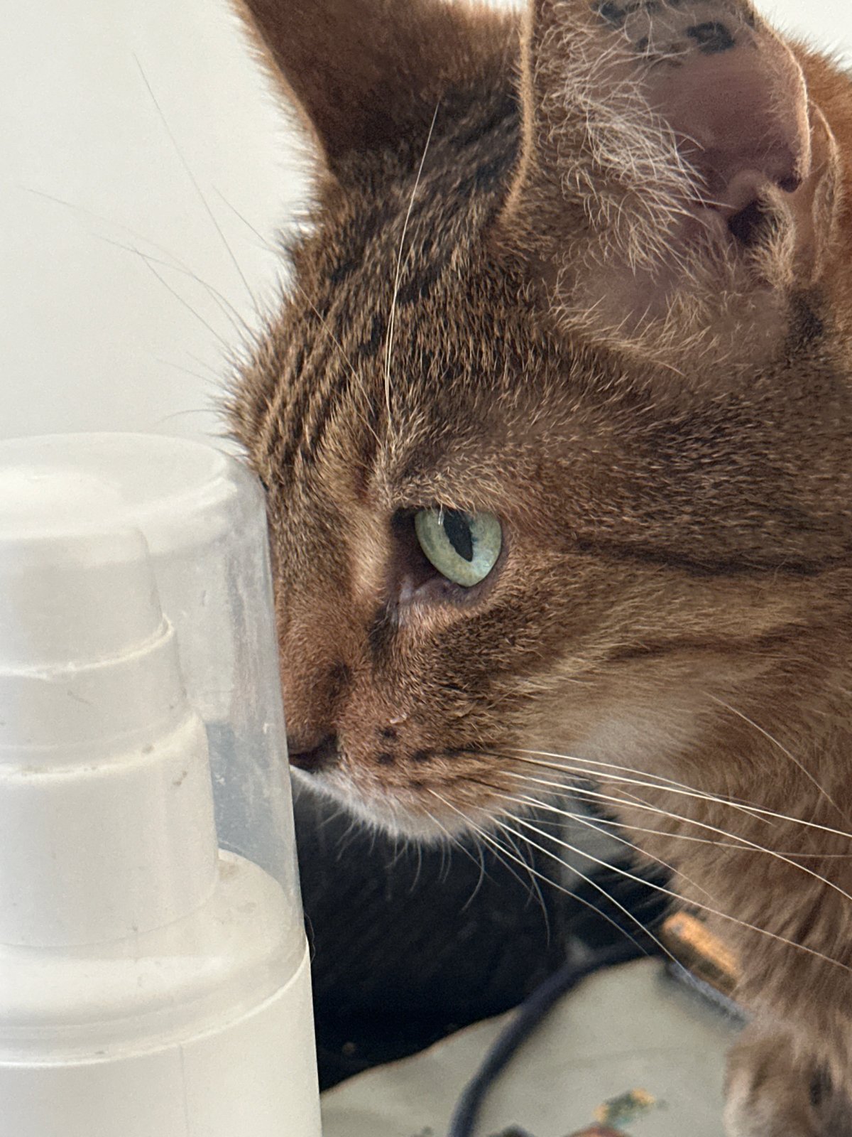 Green-eyed tabby cat photographed from every angle in Paris
