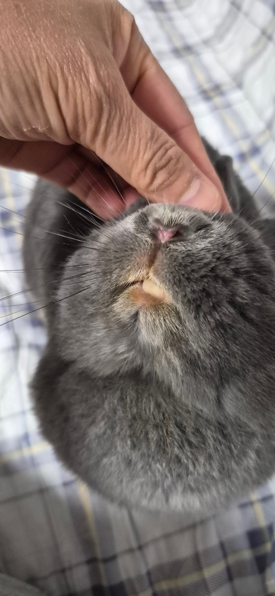 Gray rabbit at home in Ussurijsk, lounging and getting pets