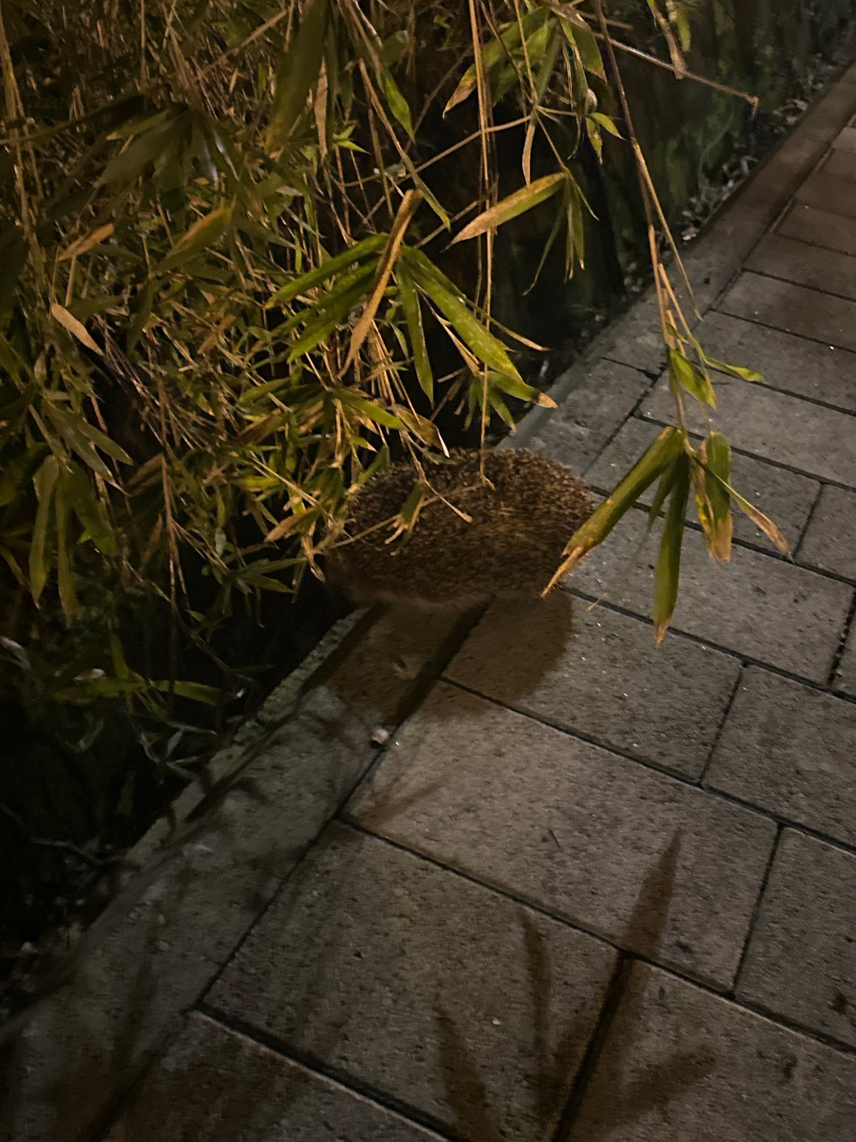 Hedgehog spotted foraging on stone path in Sochi