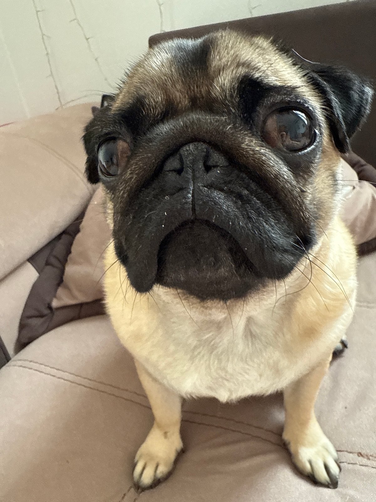 Lazy morning at home: selfies, a sleeping pug, and avocado toast