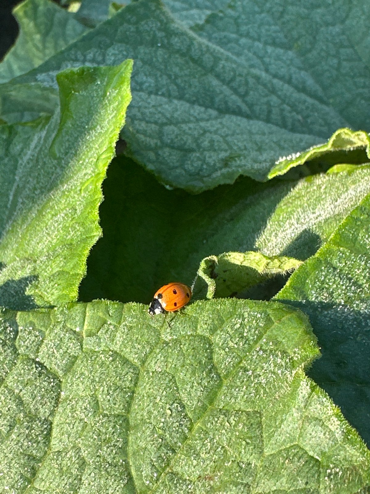 Sunflowers and a ladybug in a Kolobar field, midsummer morning