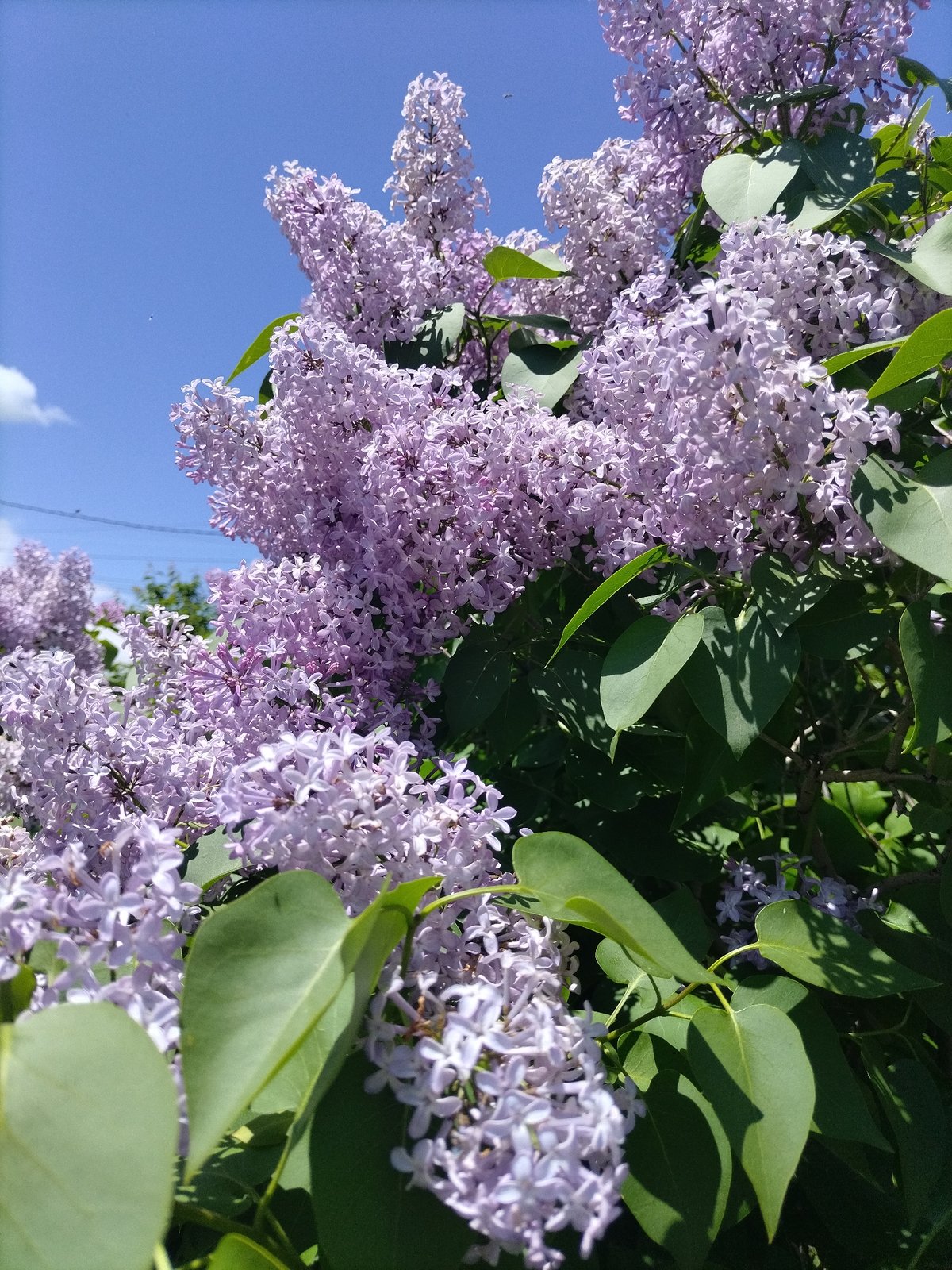 Spring flowers documented in bloom during early morning observations