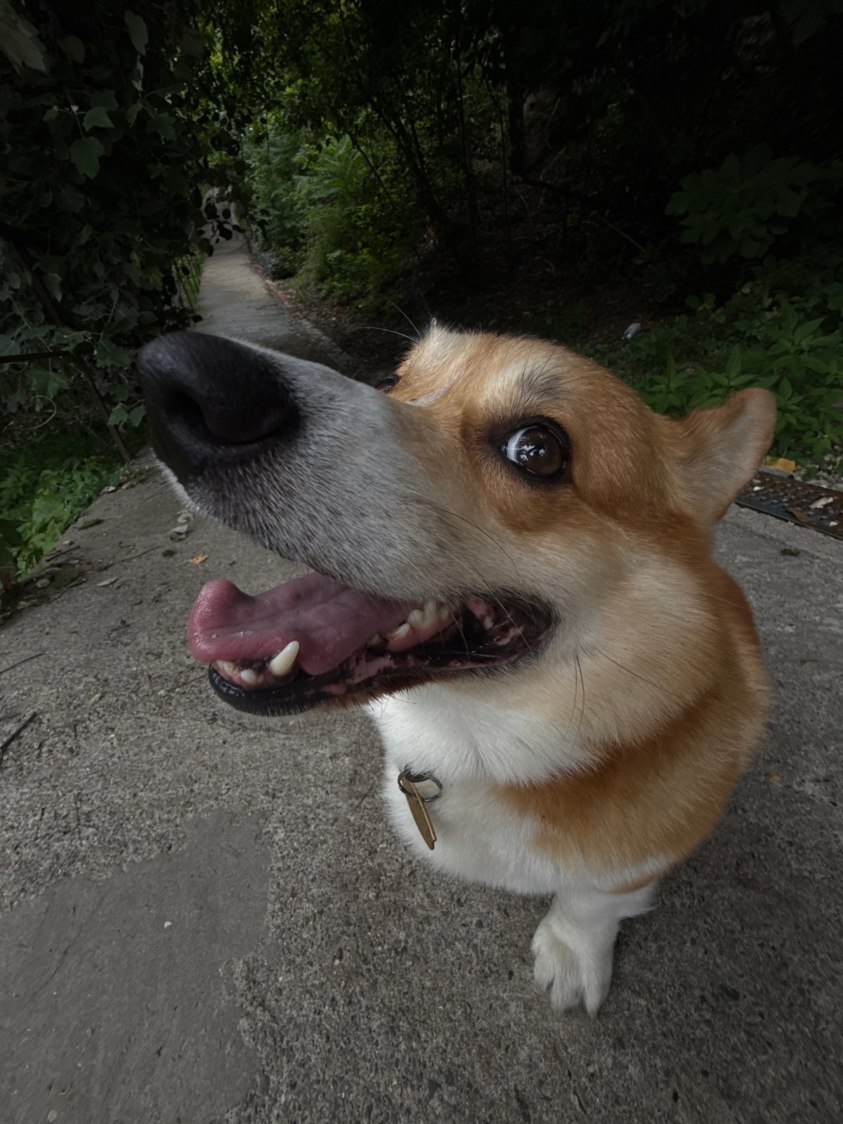 Corgi running loose on a sunny Sochi path
