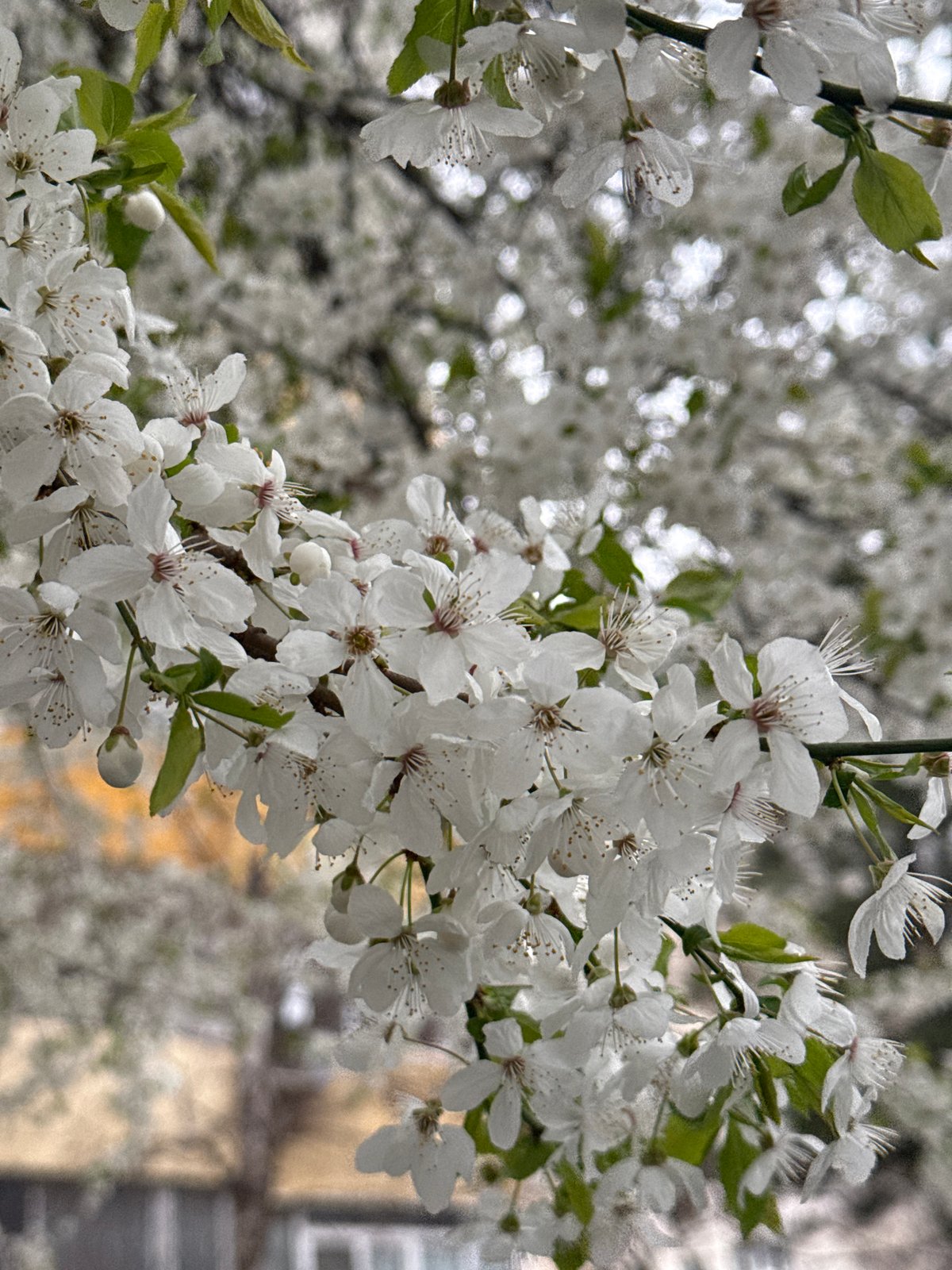 Spring blooms captured in Sofia as white flowers flourish