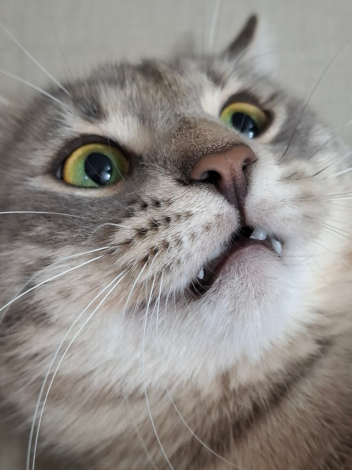Grey tabby cat photographed in multiple close-up portraits