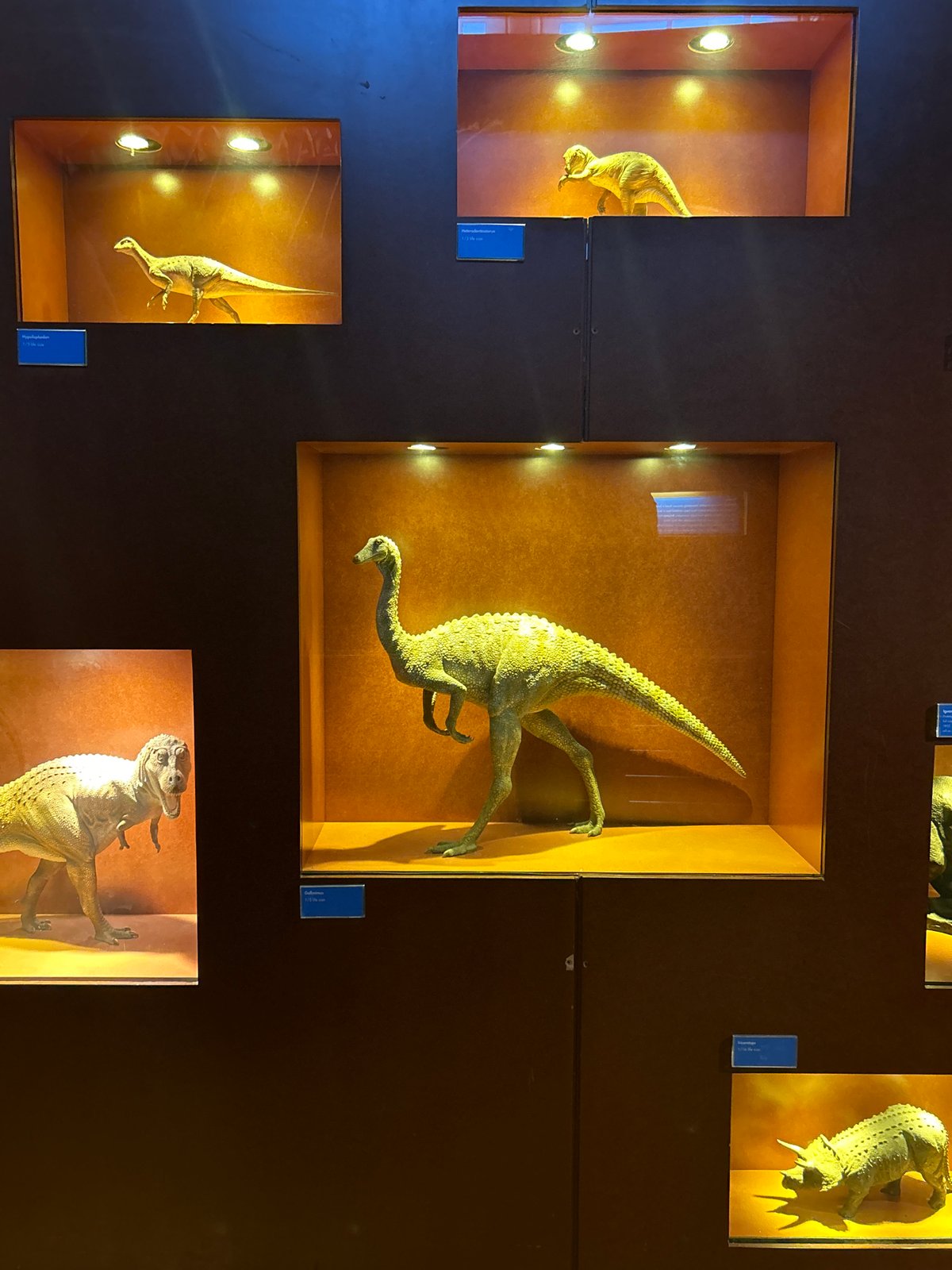 Afternoon at London's Natural History Museum, dinosaurs to deep sea
