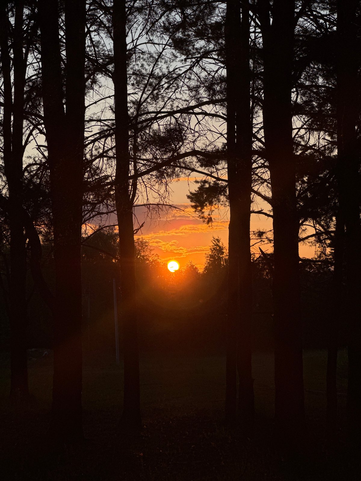 Woman documents sunset photo session in Russian forest and fields