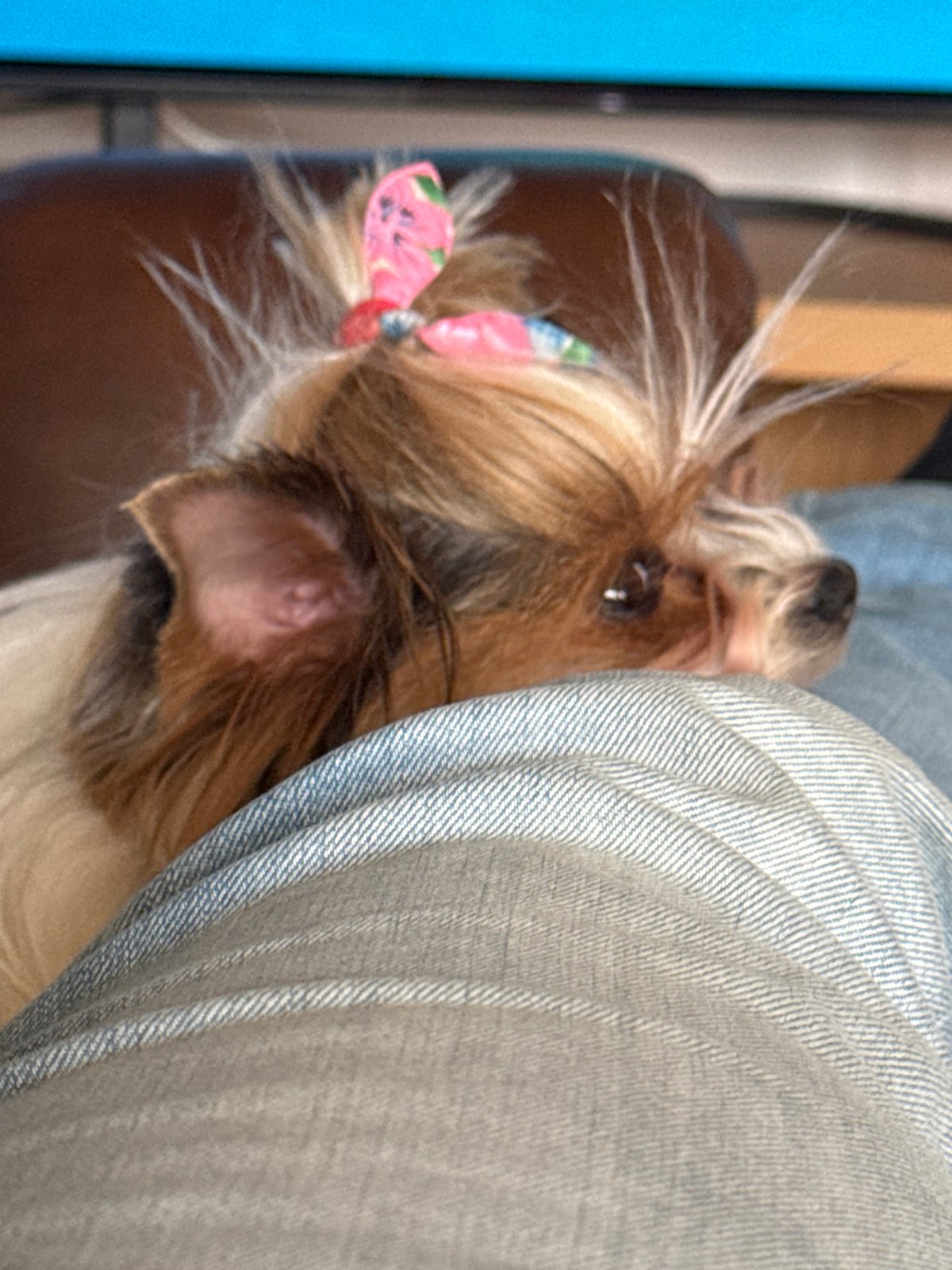 Small dog with pink bow photographed in Plovdiv apartment
