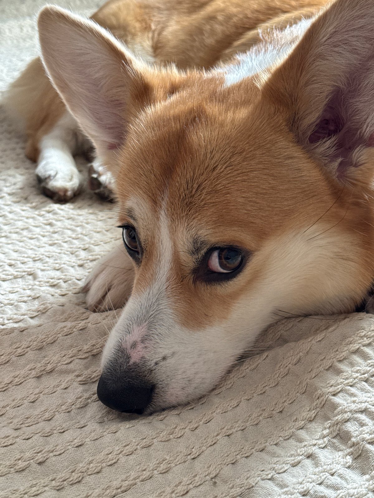 Corgi dog rests on blanket in Borzya, Russia