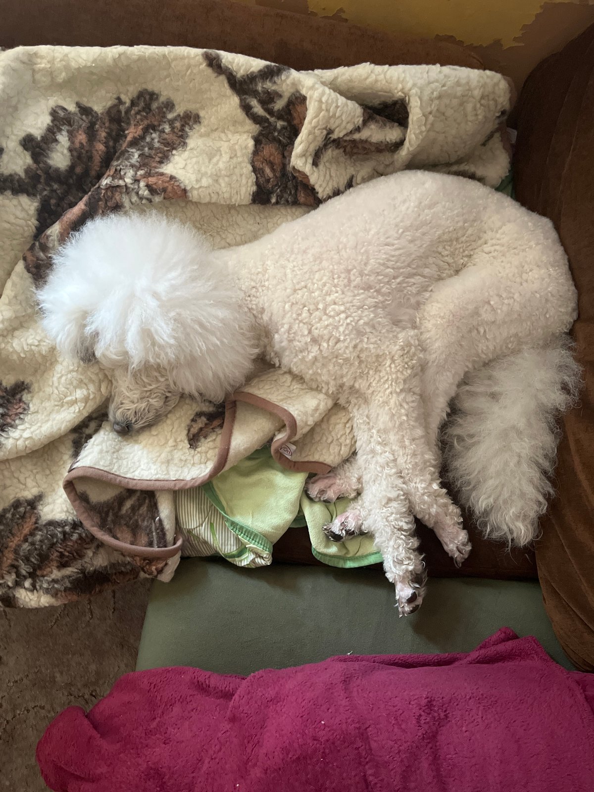 White poodle sleeps peacefully on couch with blankets
