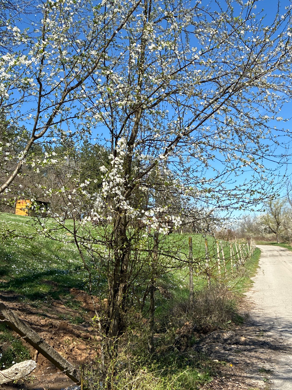 Spring countryside scenes documented near Berkovitsa, Bulgaria