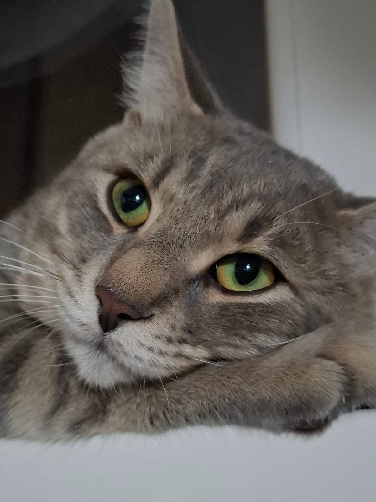 Gray tabby cat photographed in multiple poses in Novi Sad