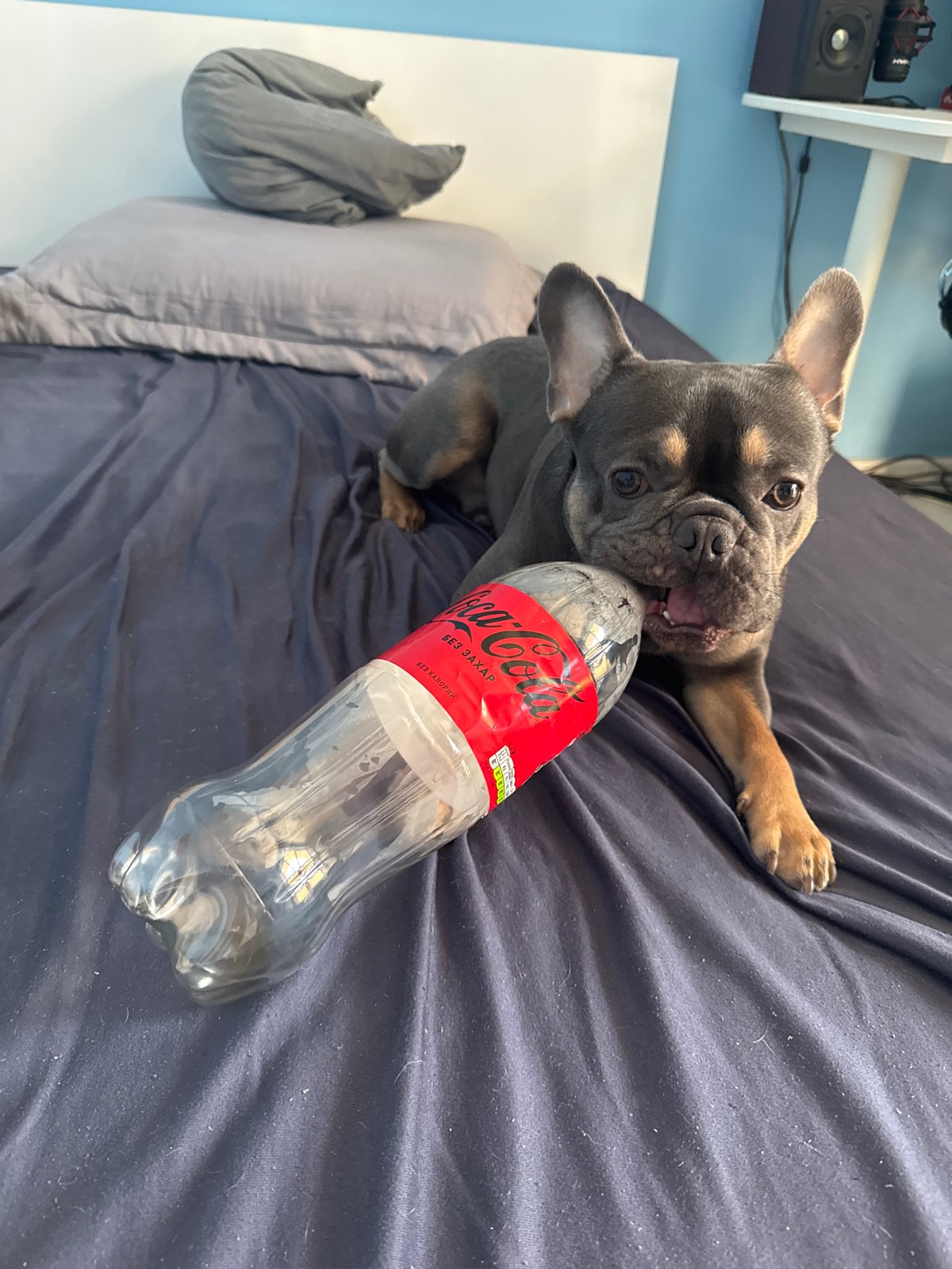 French Bulldog puppy plays with Coke bottle in Bulgaria