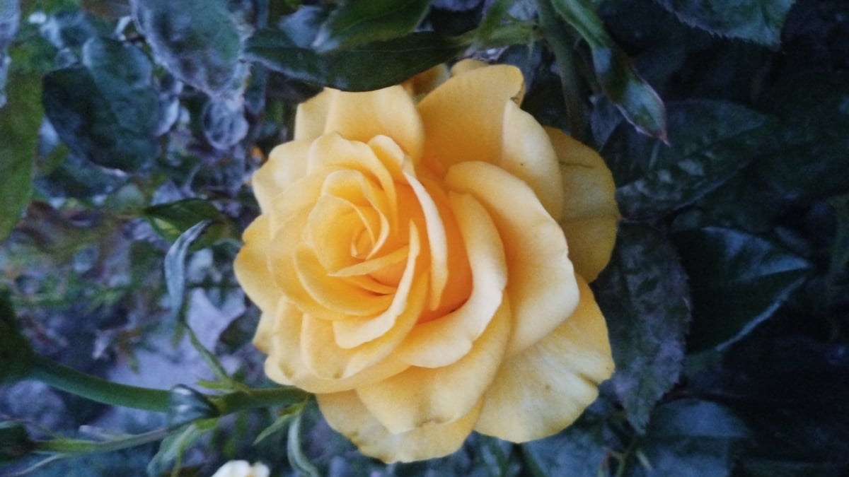 Yellow roses and white daisies bloom in Shaian, Ukraine