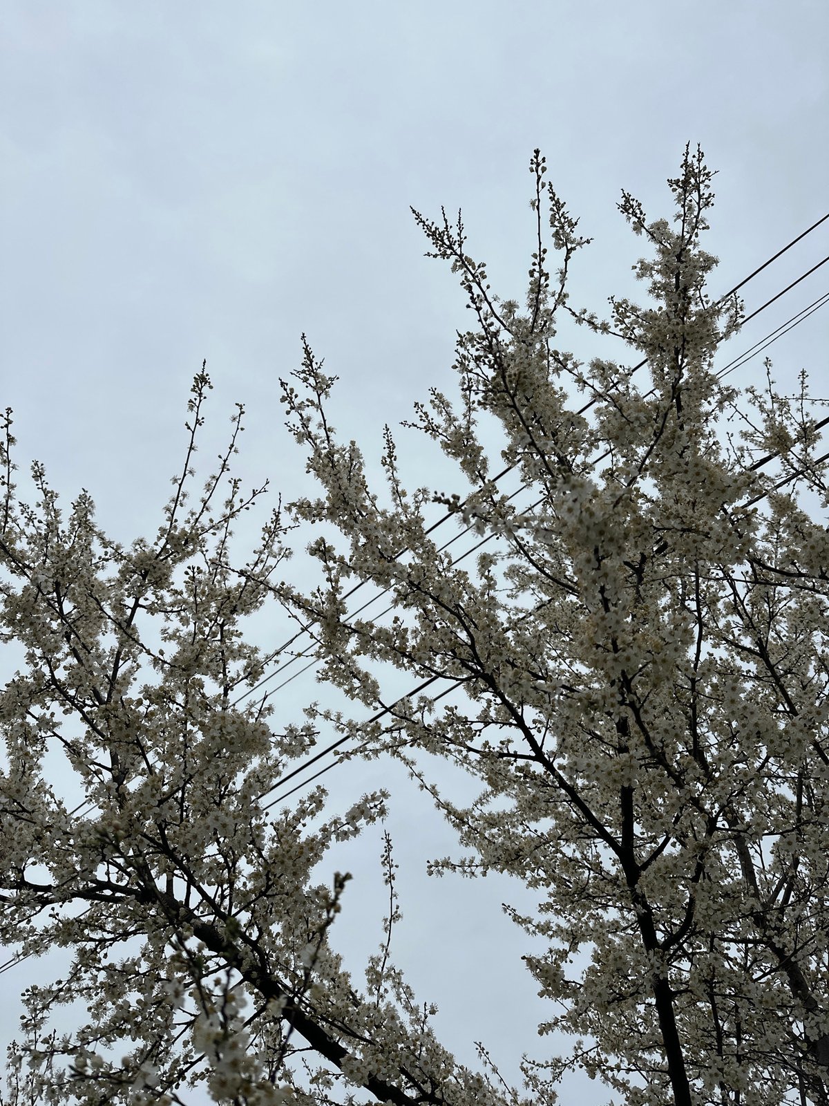 Spring blossoms and dog spotted in Malevo Bulgaria