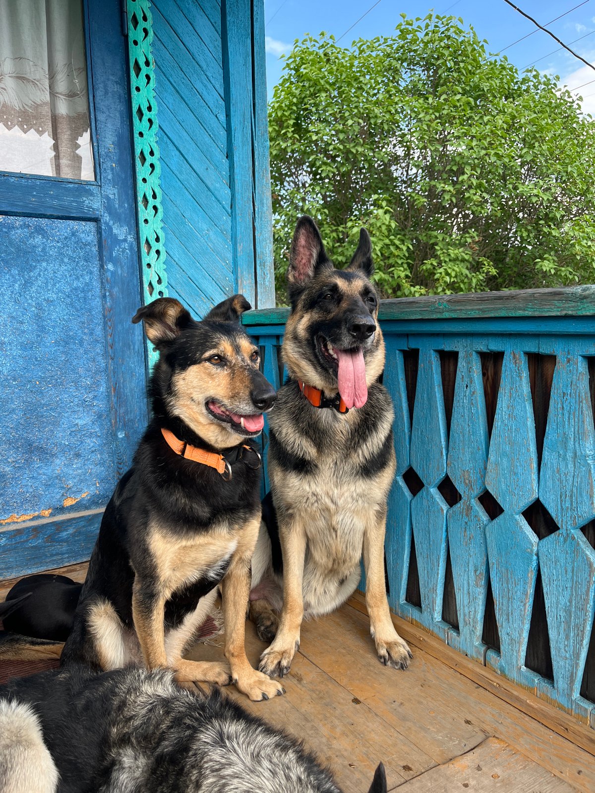 Pet owner documents daily life with dogs, cats in Russia