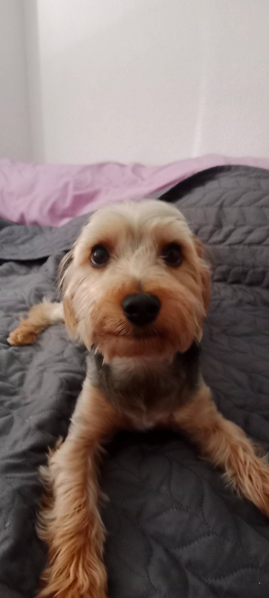 Yorkshire Terrier relaxes around a Galapagar home on a July morning