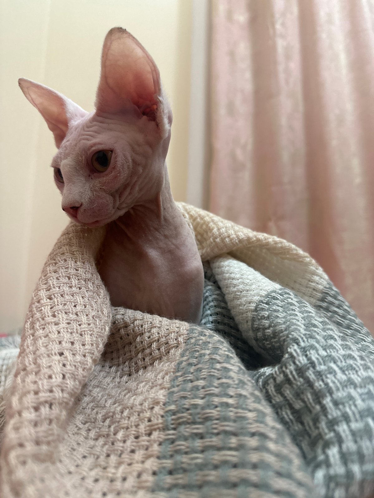 Sphynx cat photographed in close-up shots in Yerevan