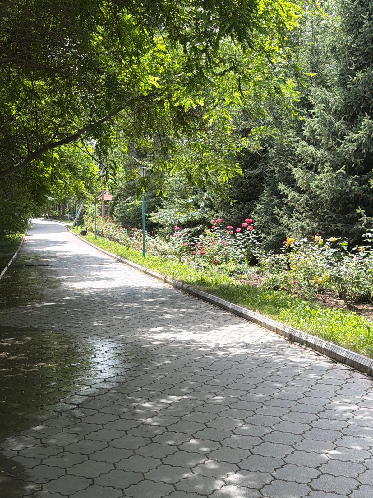 Garden walk through a flowering residential neighborhood on a summer morning