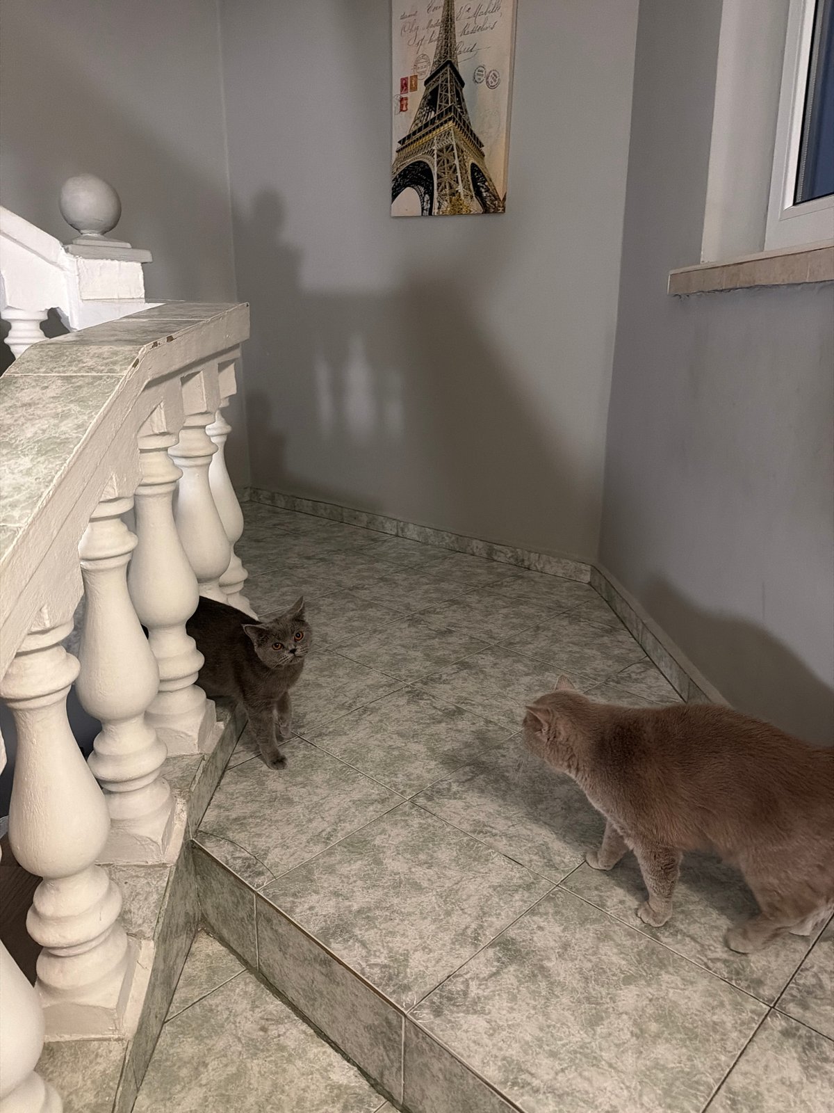 Two cats spotted indoors in Stara Zagora building