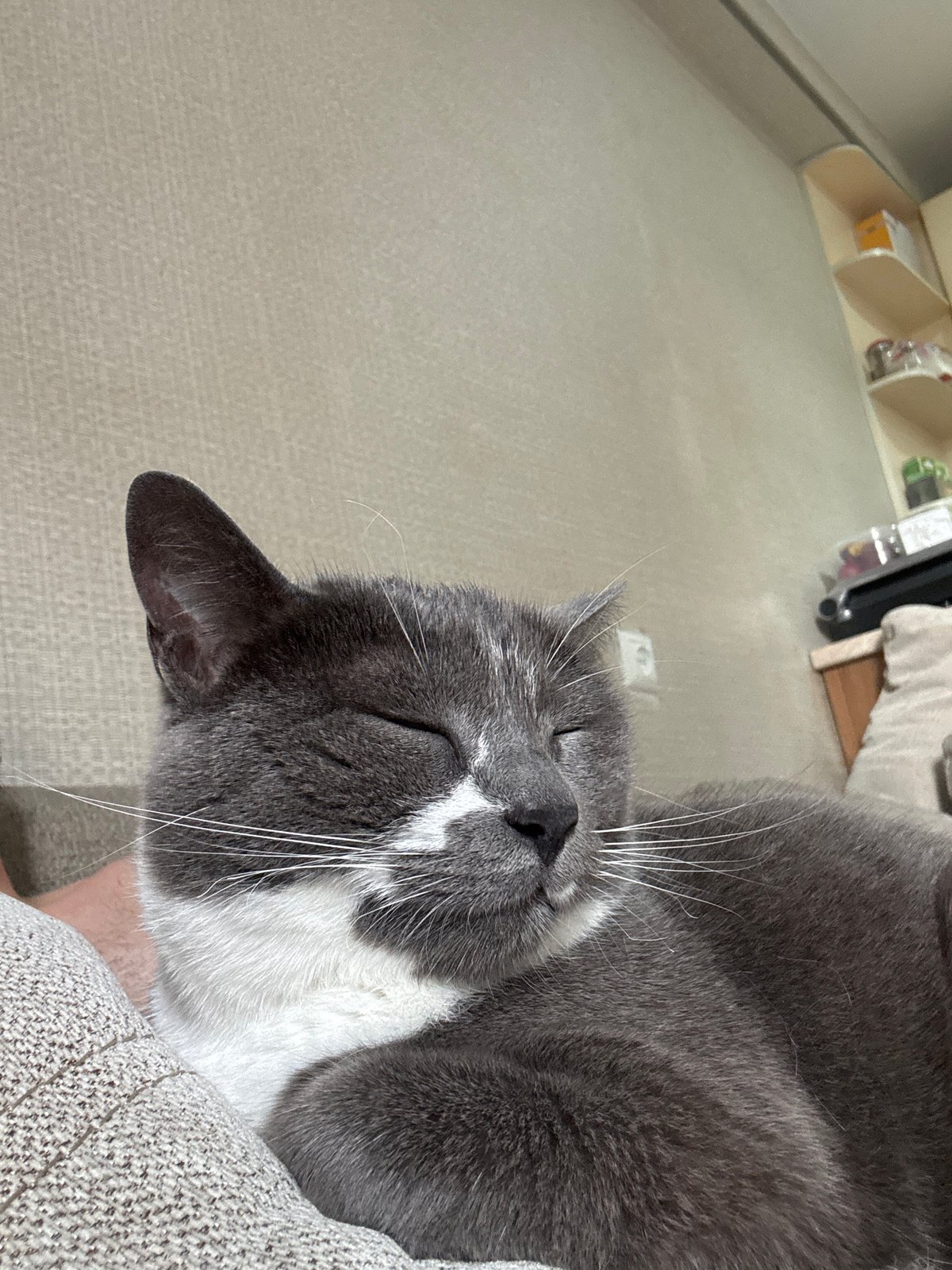 Cat naps near gaming controller in Tbilisi apartment