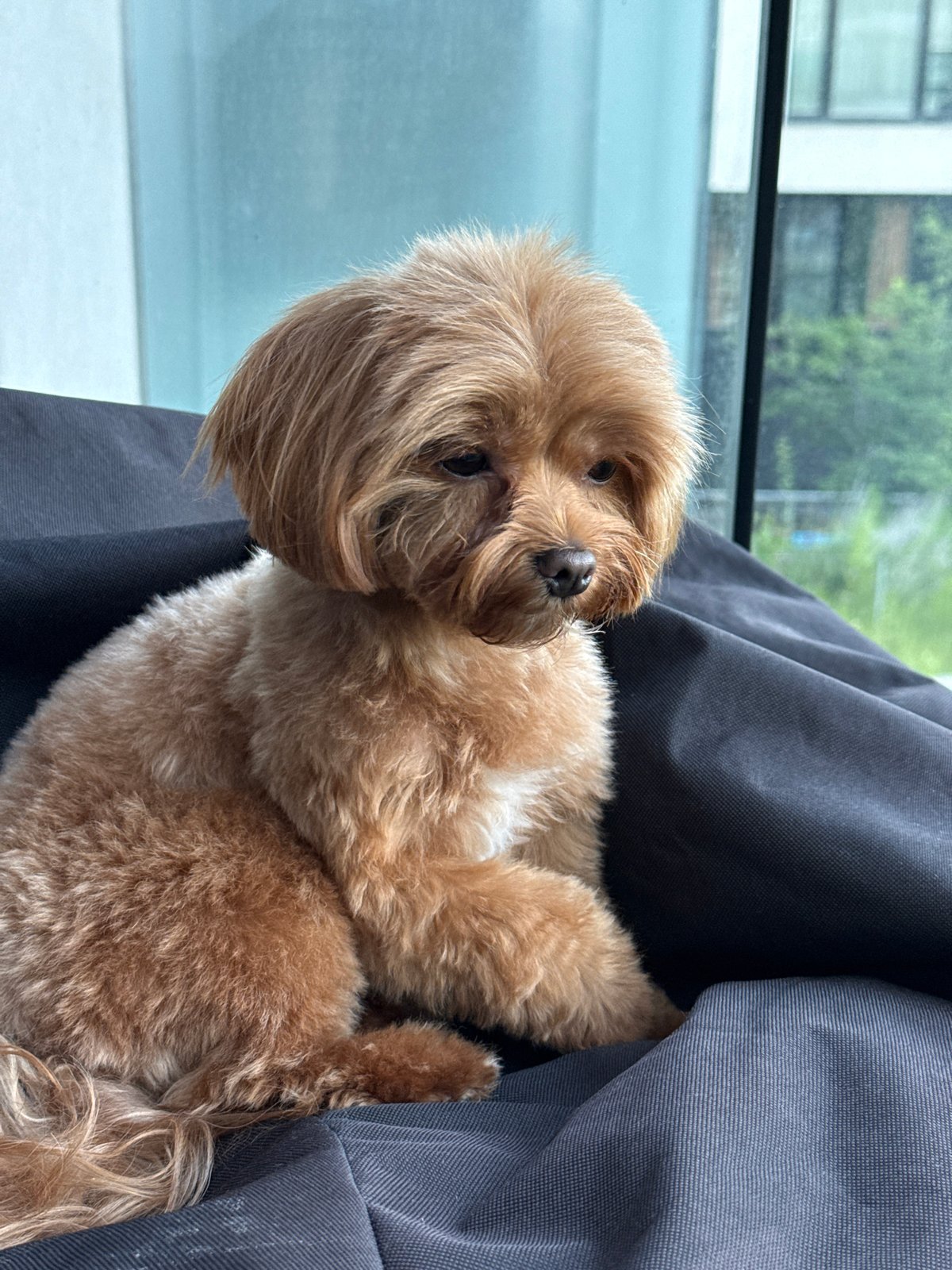 Fluffy dog on a beanbag, casual portraits in Prague