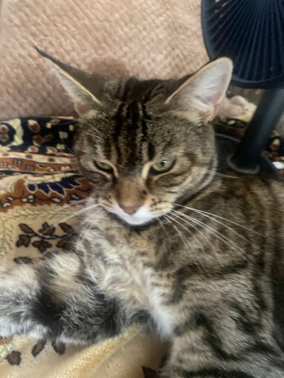 Tabby cat at rest, photographed up close in Maykop