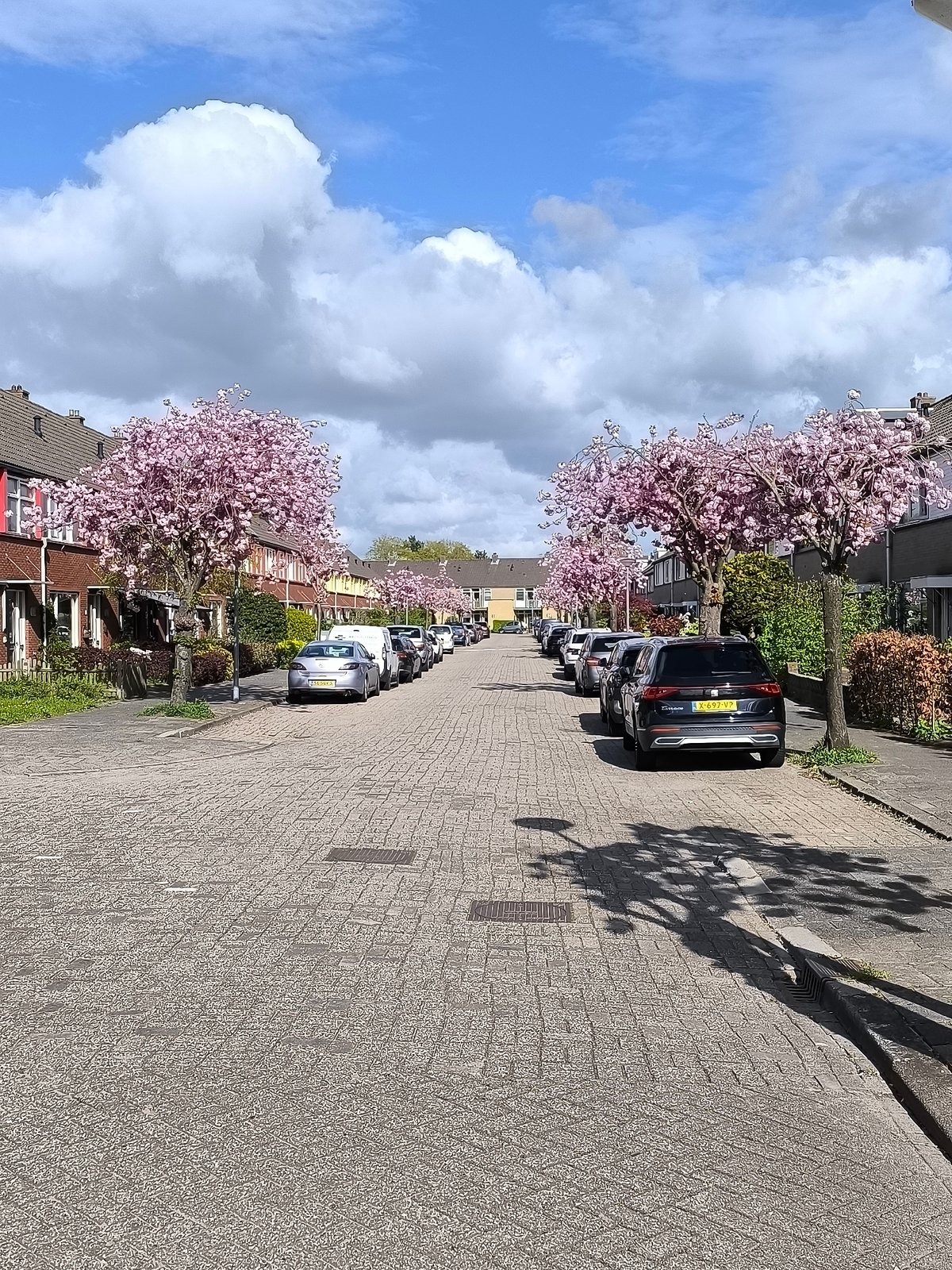 Spring afternoon scenes documented in Alkmaar residential and shopping areas