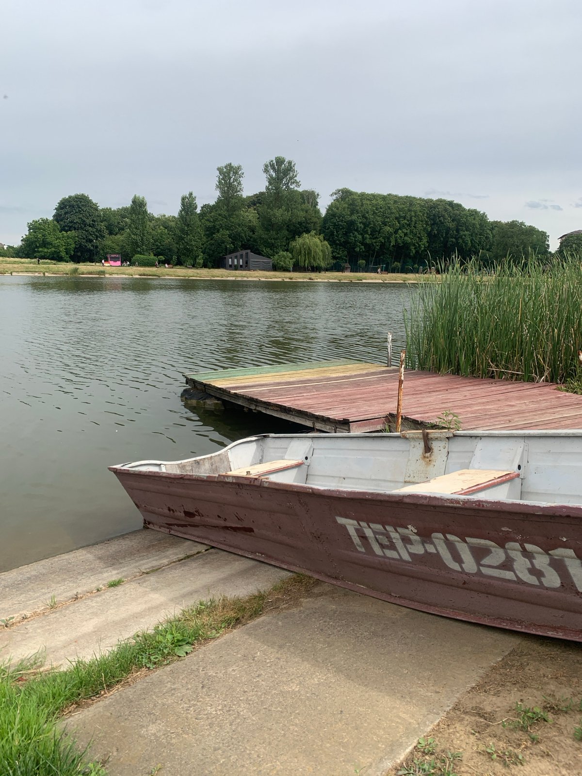 Swans, wildflowers, and still water at a Kolomyia lakeside