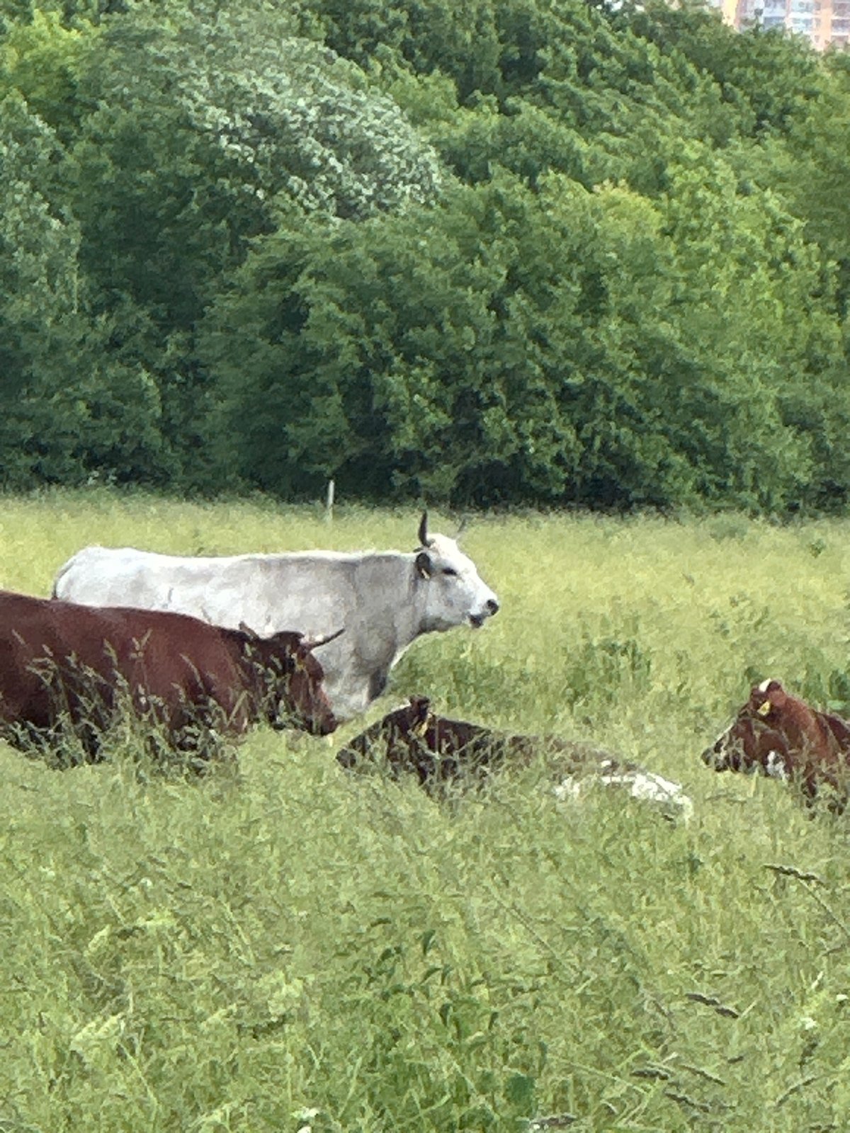 Mixed cattle herd grazing in a Dubrovitsy field