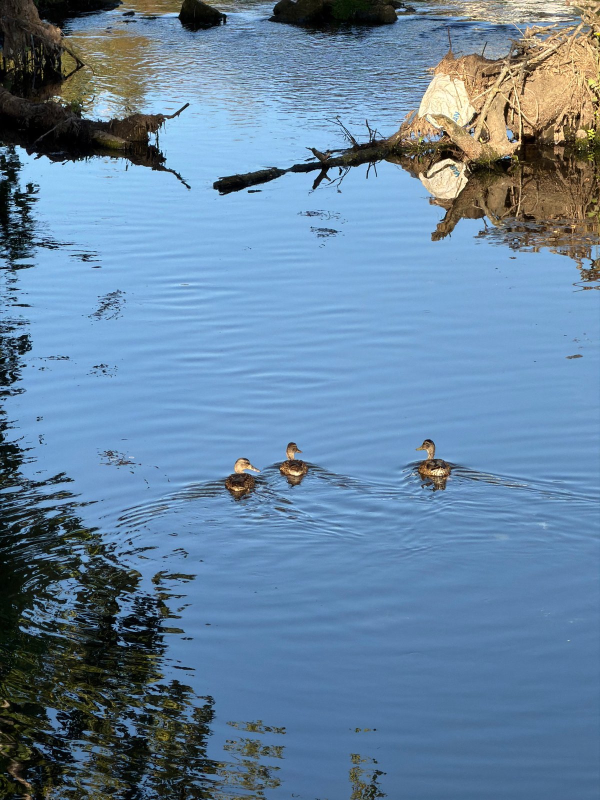 Esch-sur-Alzette morning: wildlife, cycling, and planes overhead