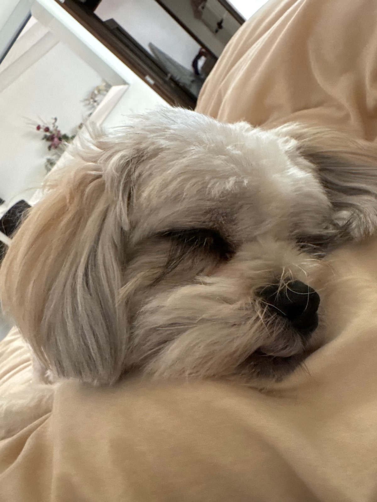 Small dog sleeps peacefully in Mexico City