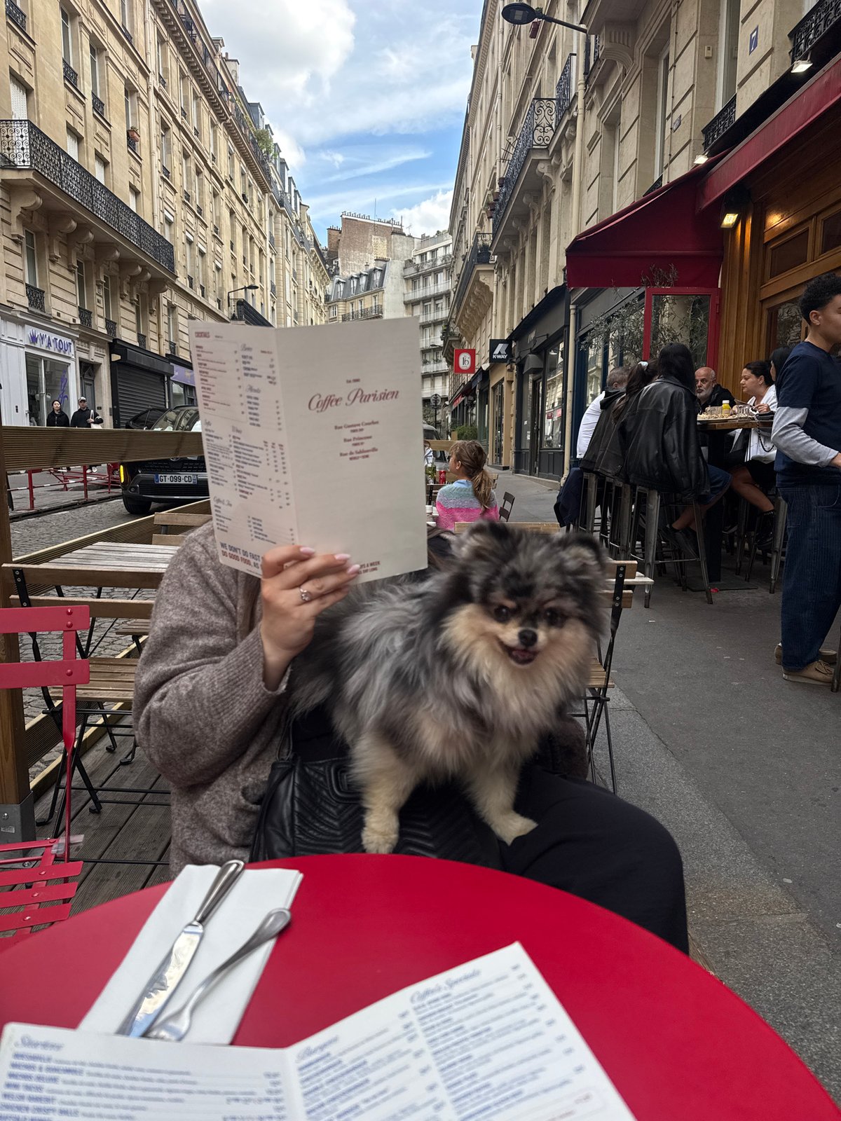 Pomeranian enjoys café outing on Paris street