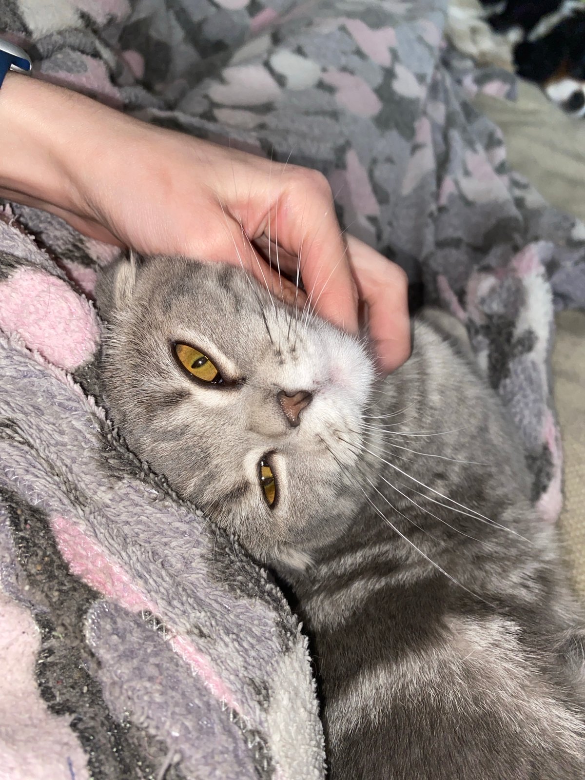 Tender moment captured between human and cat in Votkinsk