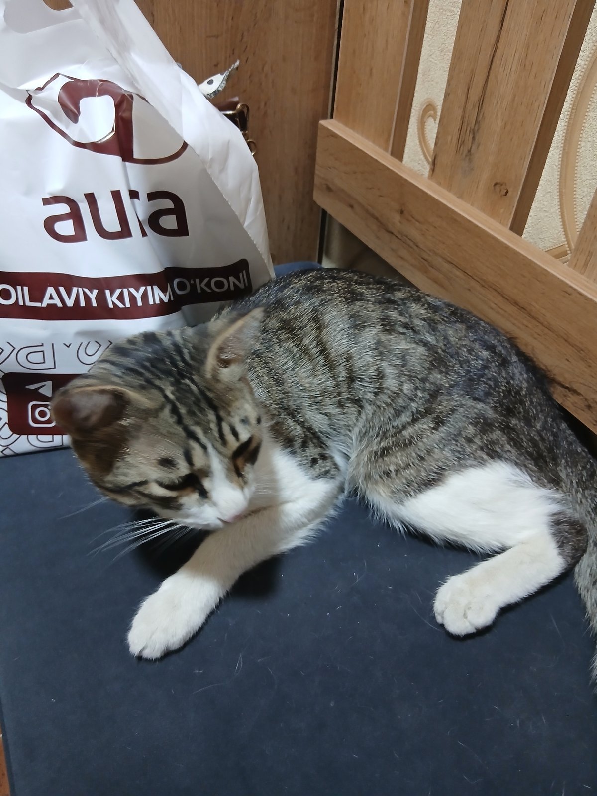 Cat lounging next to a clothing store bag in Bukhara