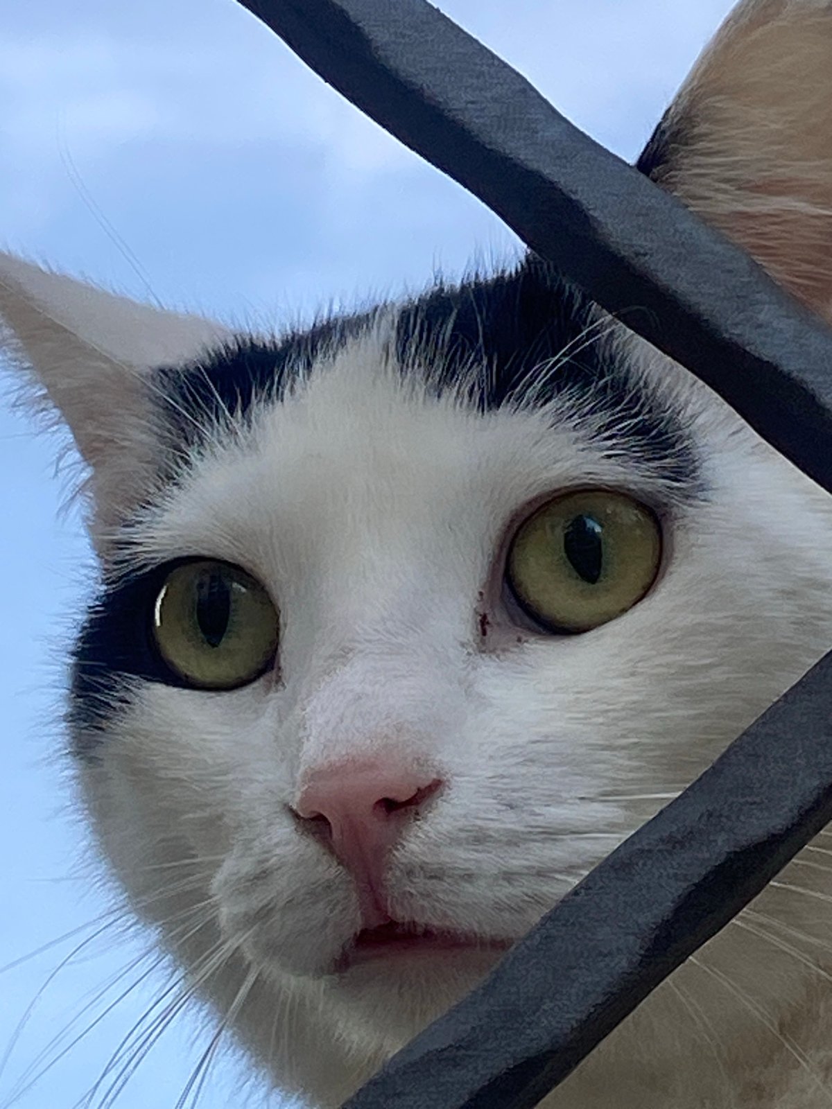 Cats gather around bus in Budva Montenegro