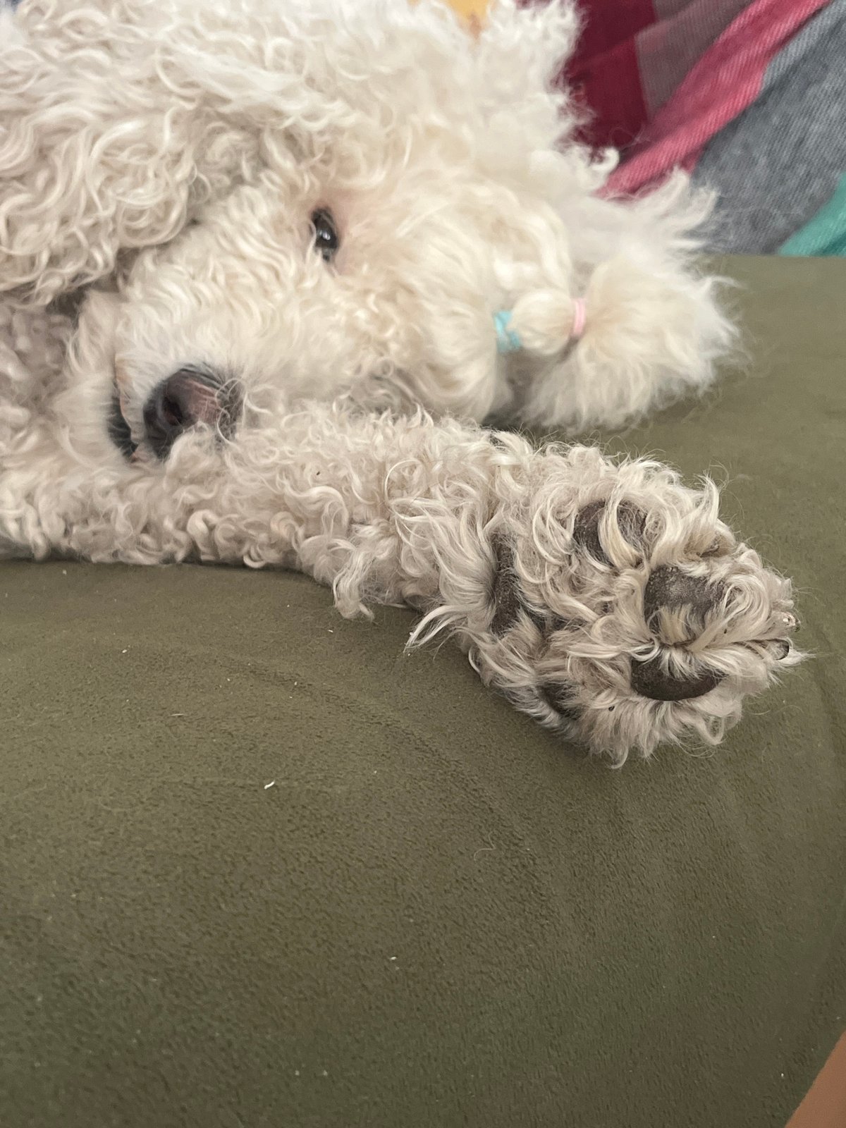 White poodle rests on green couch wearing blue hair tie