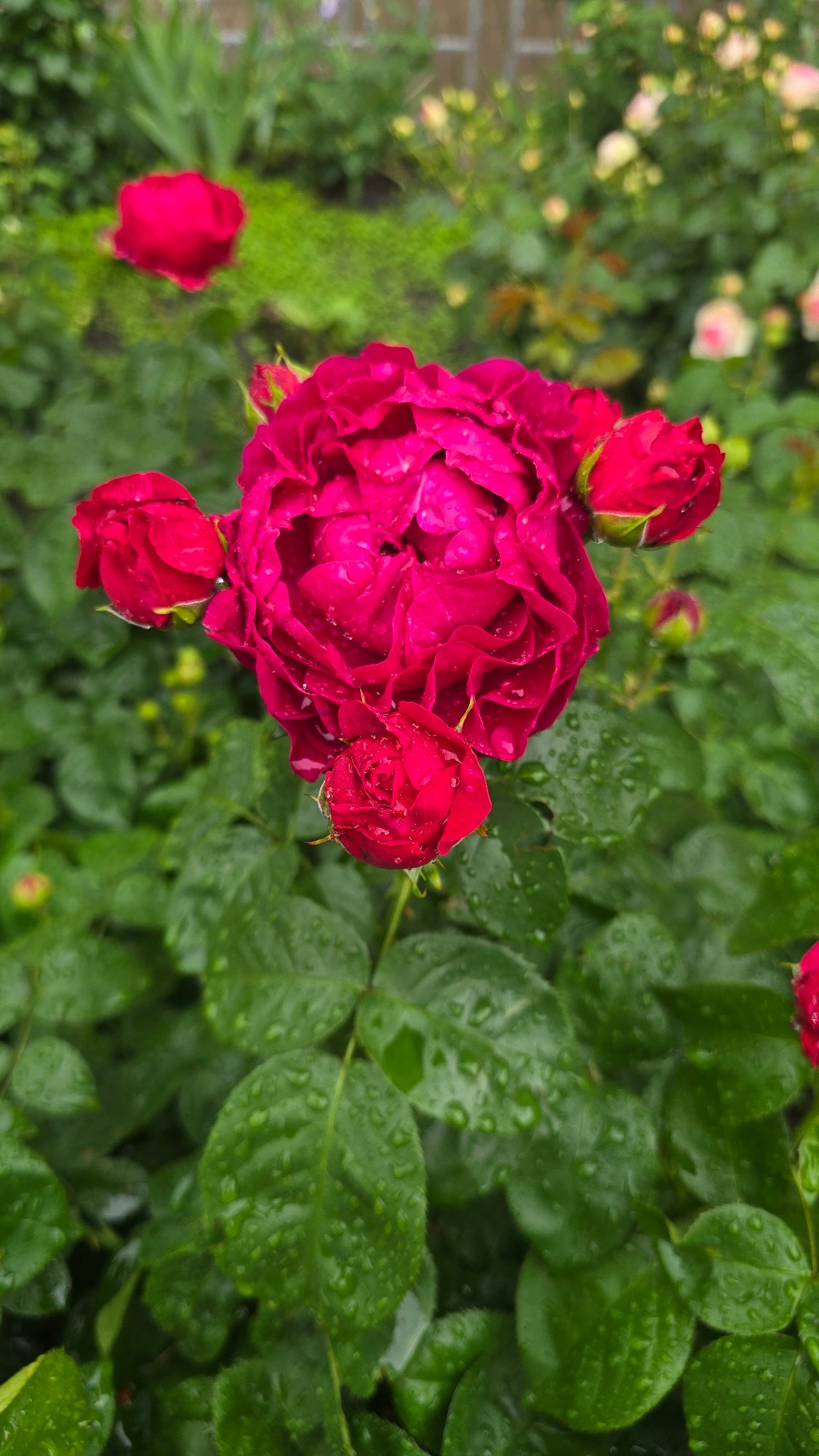 Rain-soaked flowers bloom at Kyiv Botanical Garden