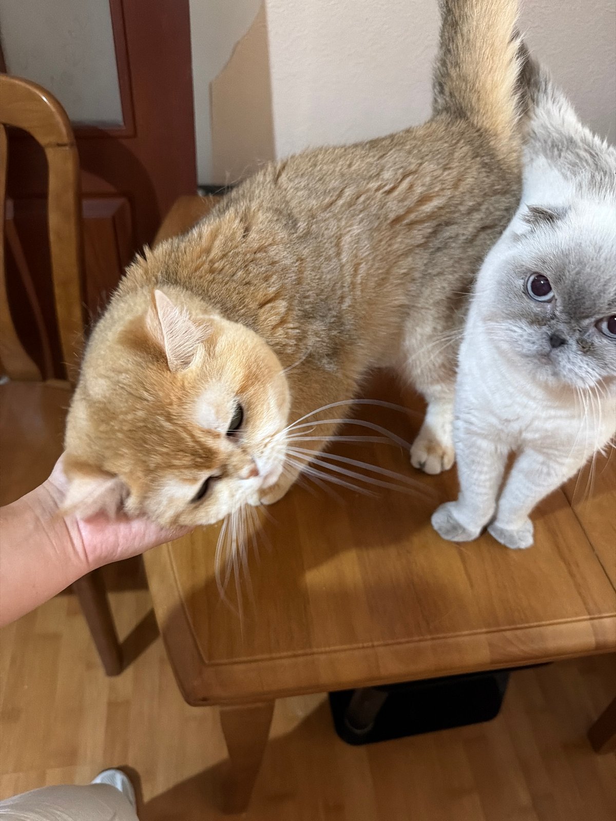 Multiple cats at home in Dnipro, caught in casual portraits