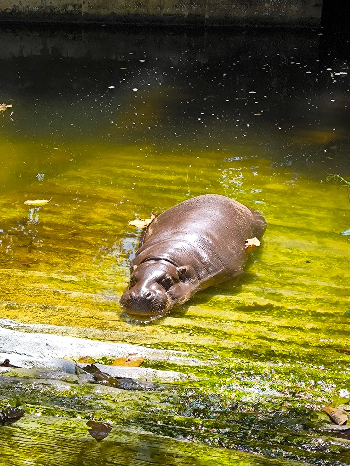 Wildlife documented at Blahbatuh nature facility and museum