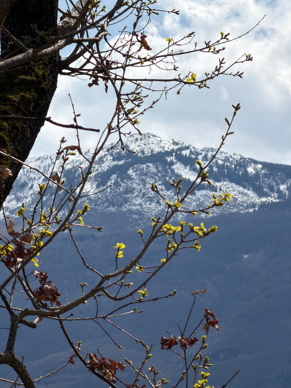 Spring tree budding observed in Sofia amid cloudy skies