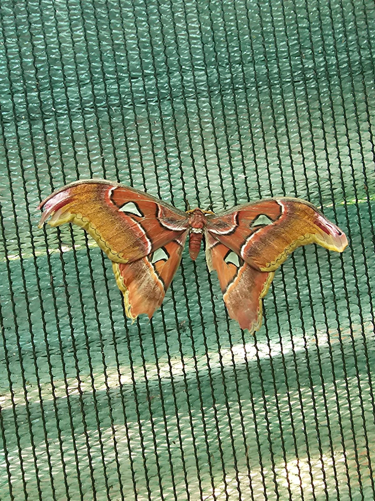 Butterflies and moths up close at a Chișinău nature attraction
