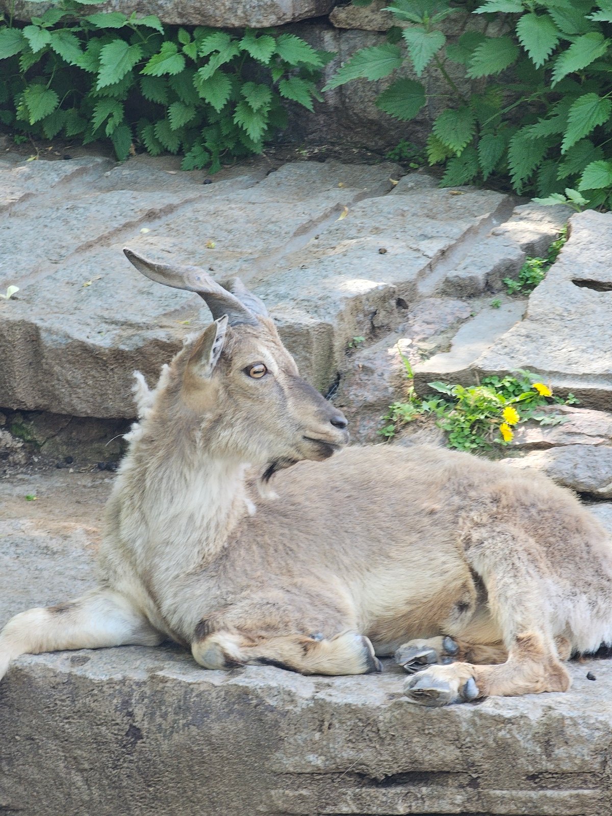 Markhor goat spotted navigating rocky mountain terrain