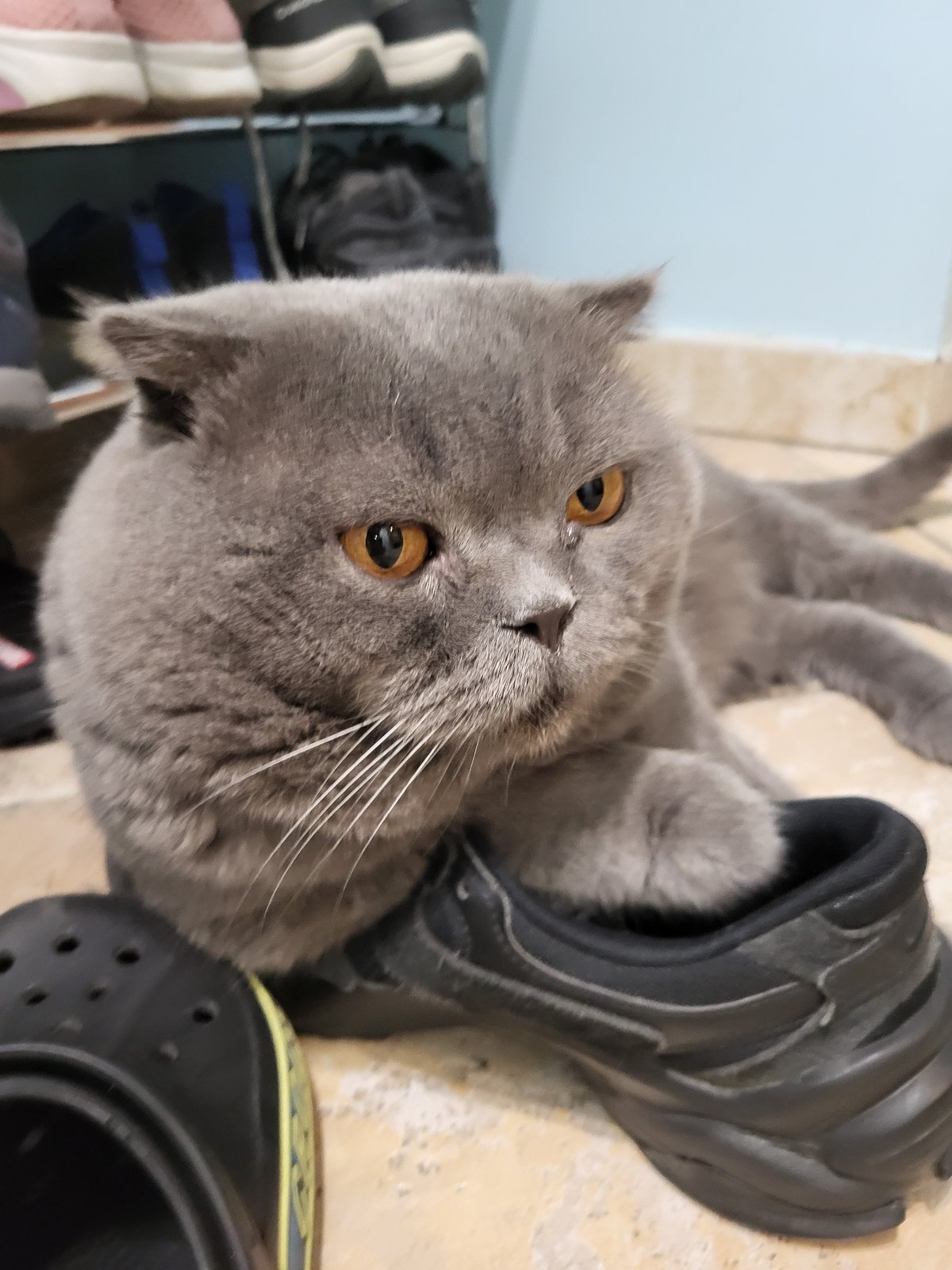 Grey cat with orange eyes documented during morning grooming routine