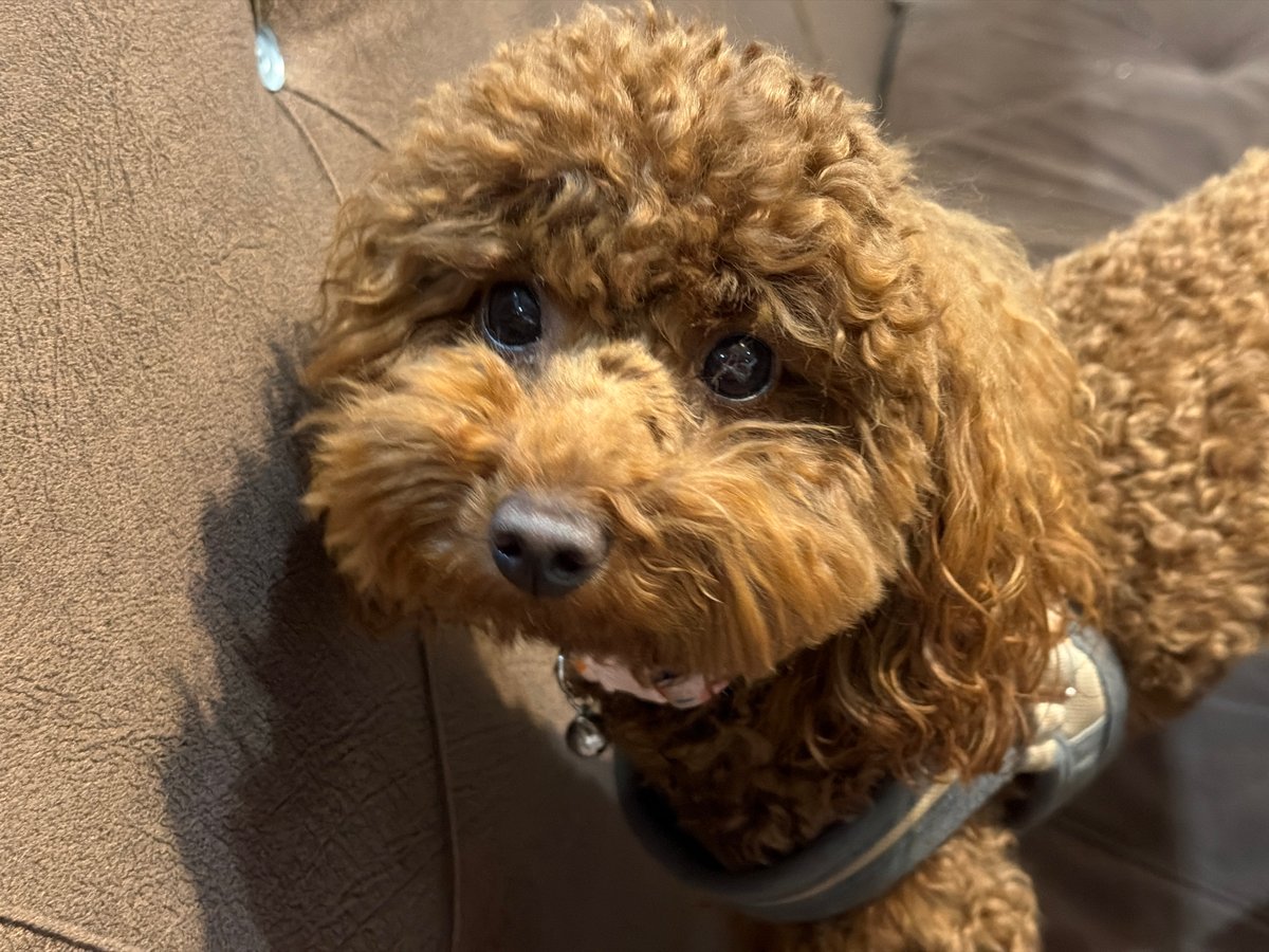 Brown poodle in vest spotted during Sofia city drive