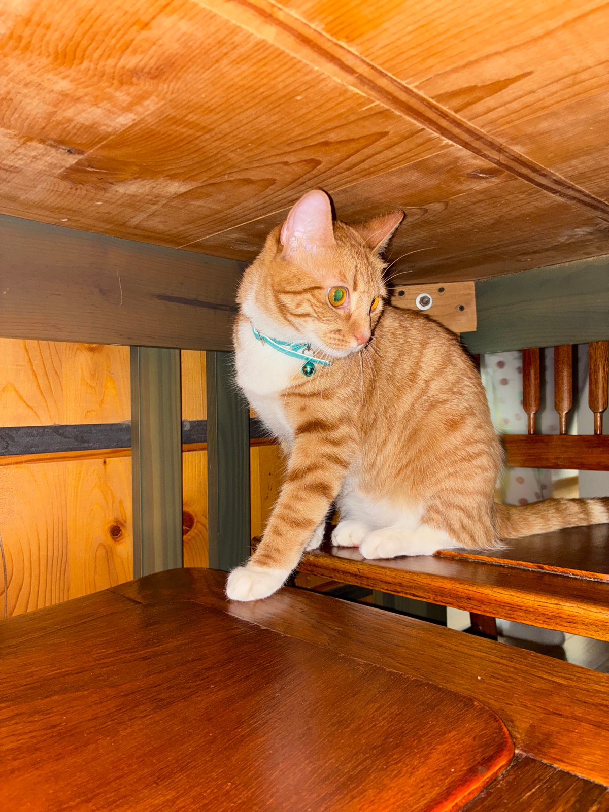 Tabby cat spotted resting on furniture in Mexico City home