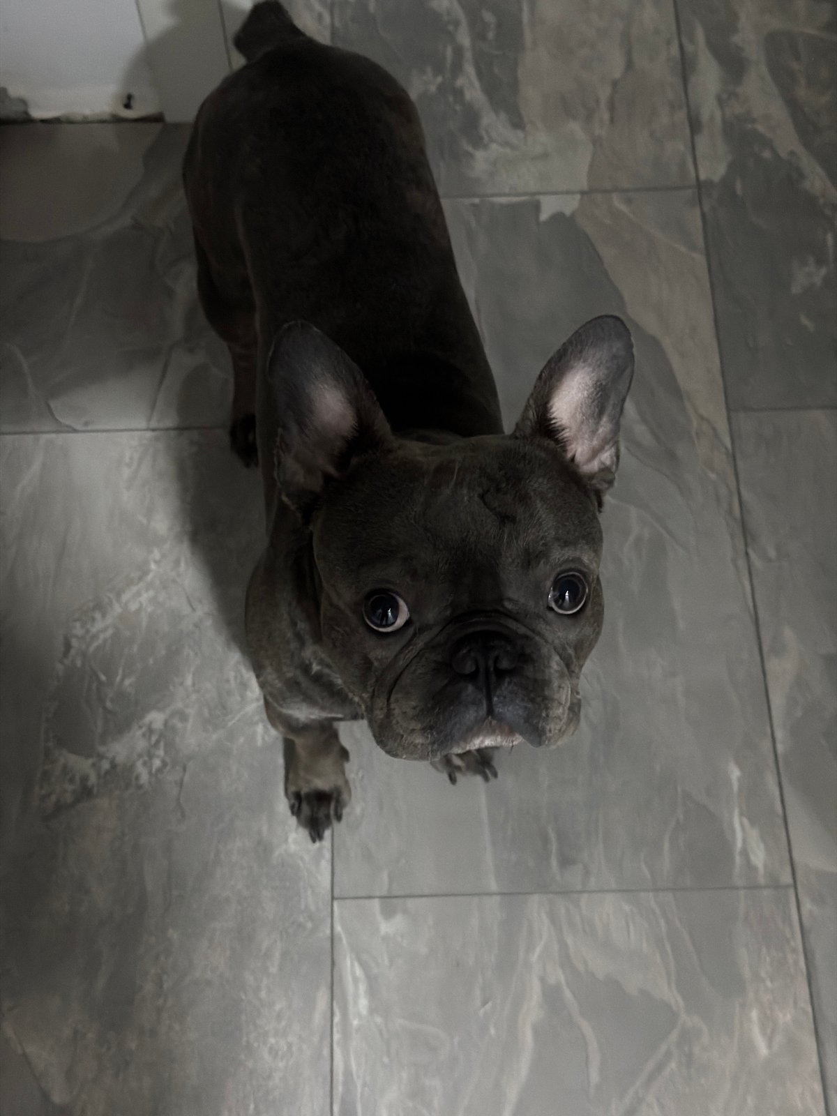 French bulldog at home in Ruse, with glimpses of the decor