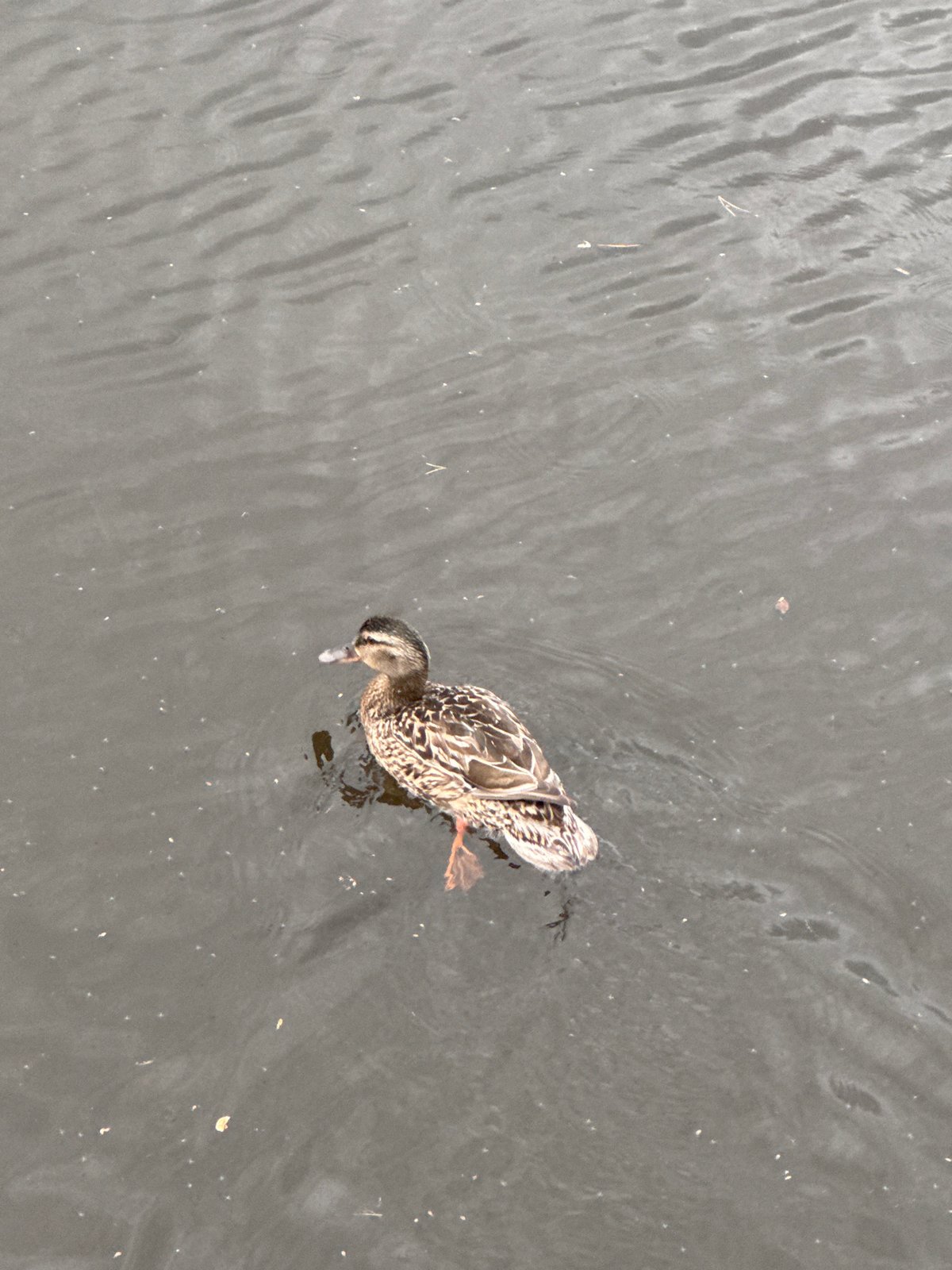 Quiet fishing afternoon observed along Chaikovsky waterfront with duck