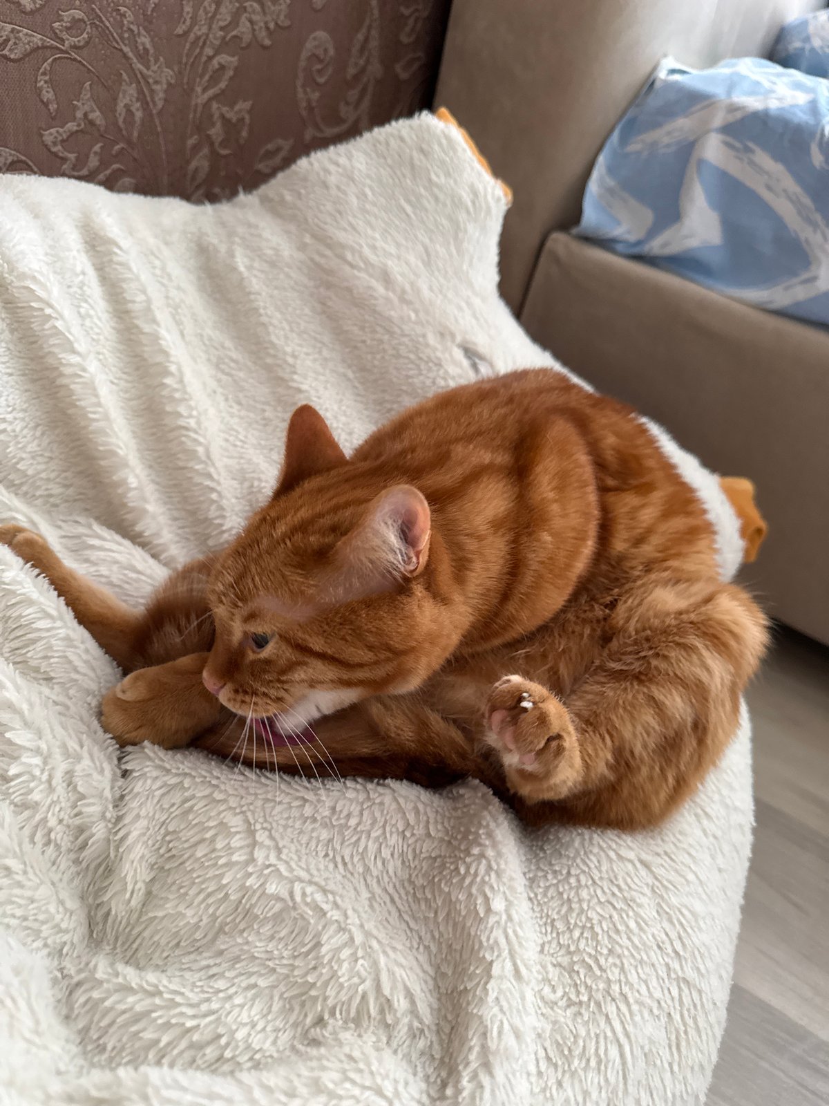 Orange cat rests on blanket in Vologda home