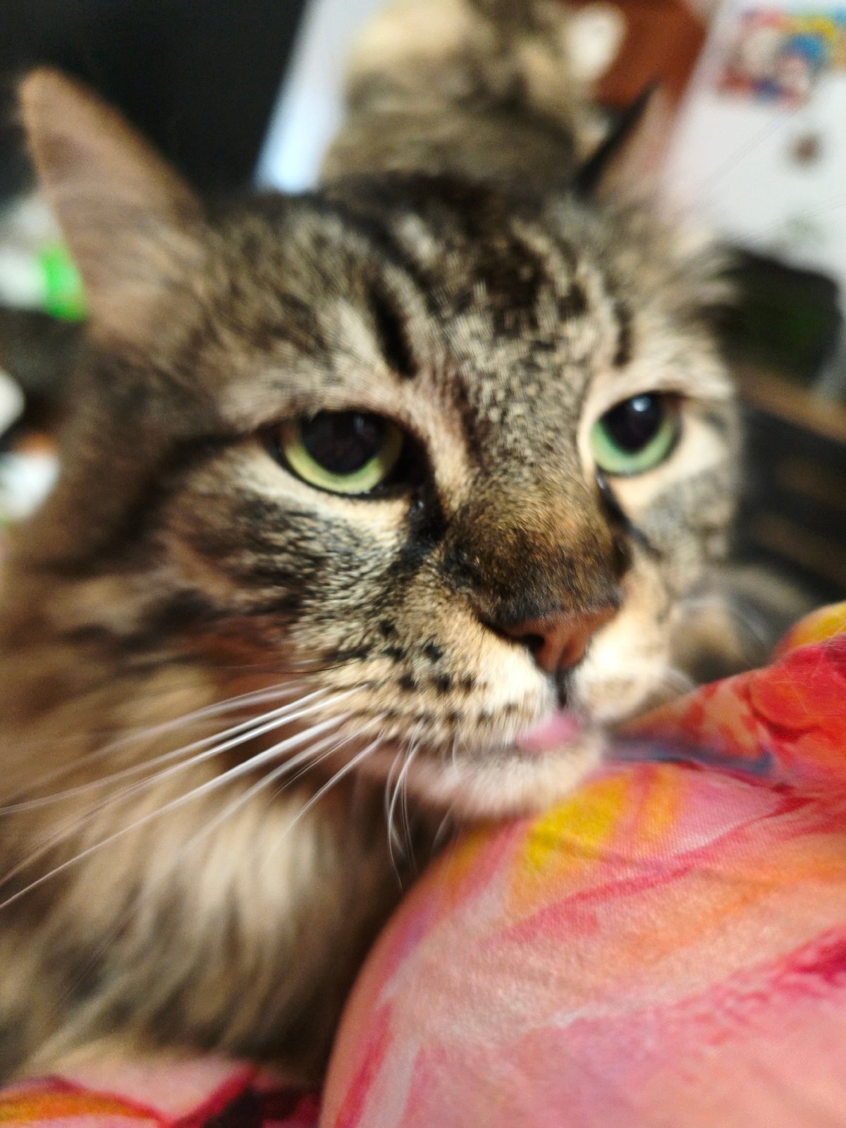 Kittens, a nursing mother, and a full house of cats
